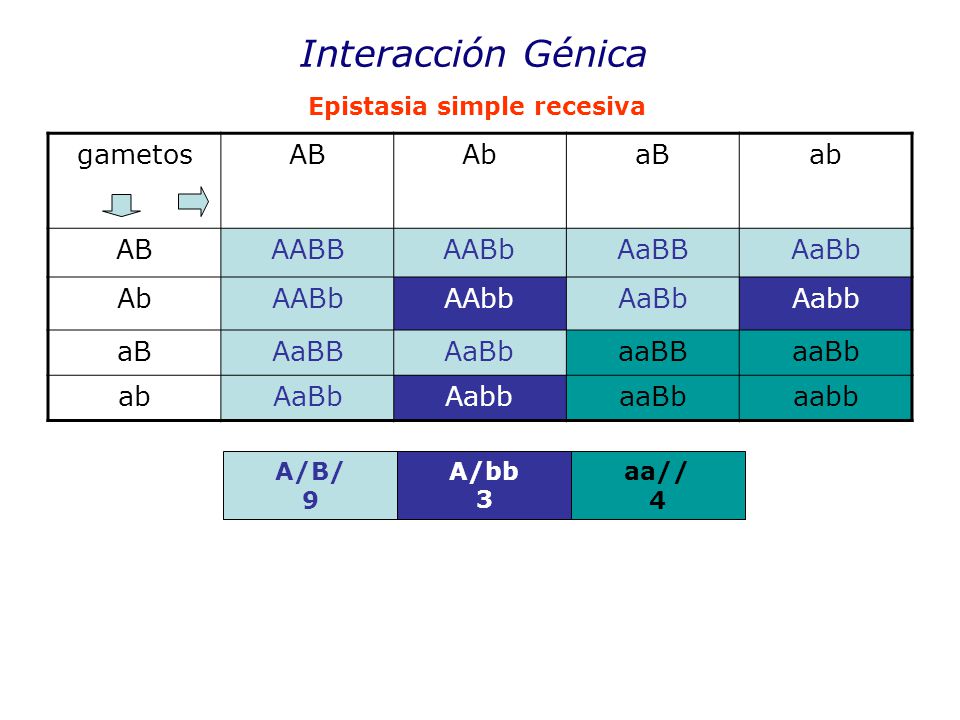 Interacción Génica gametos AB Ab aB ab AABB AABb AaBB AaBb AAbb Aabb