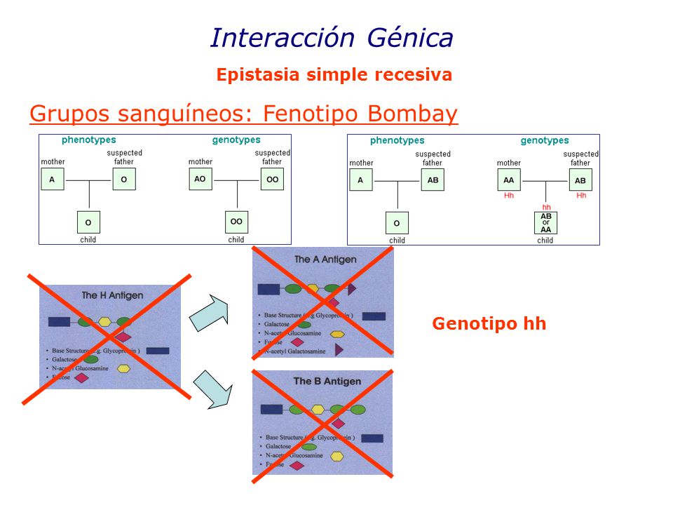 Interacción Génica Grupos sanguíneos: Fenotipo Bombay
