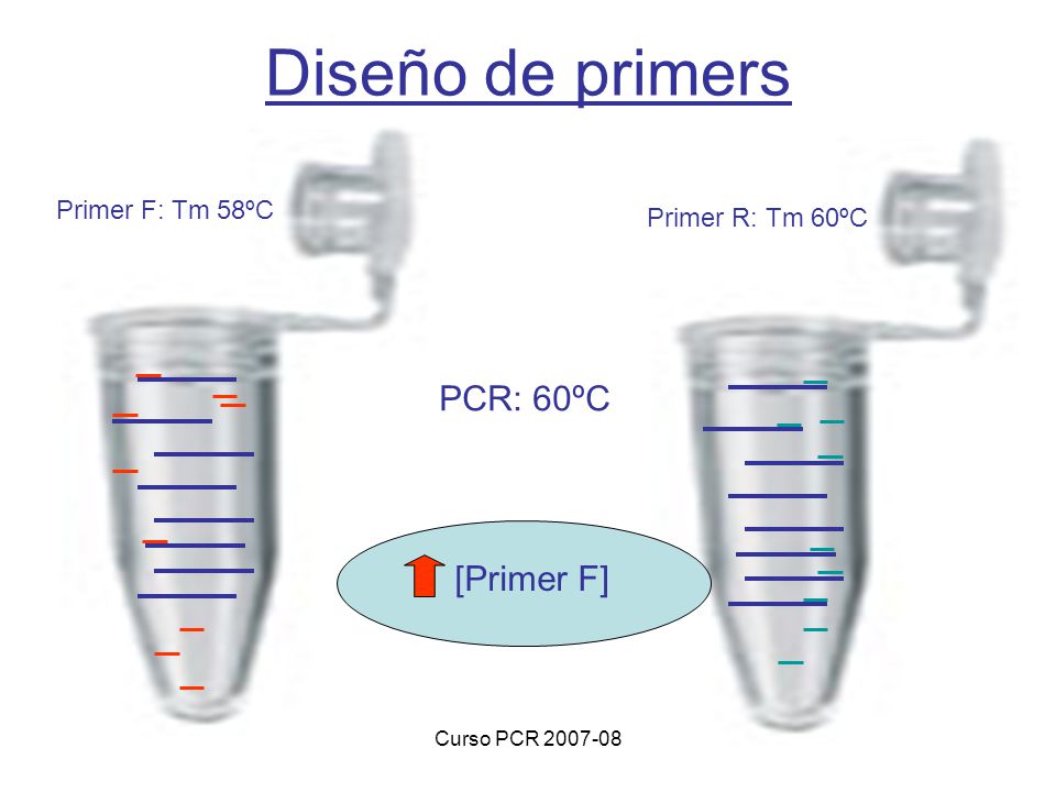 Diseño de primers PCR: 60ºC [Primer F] Primer F: Tm 58ºC