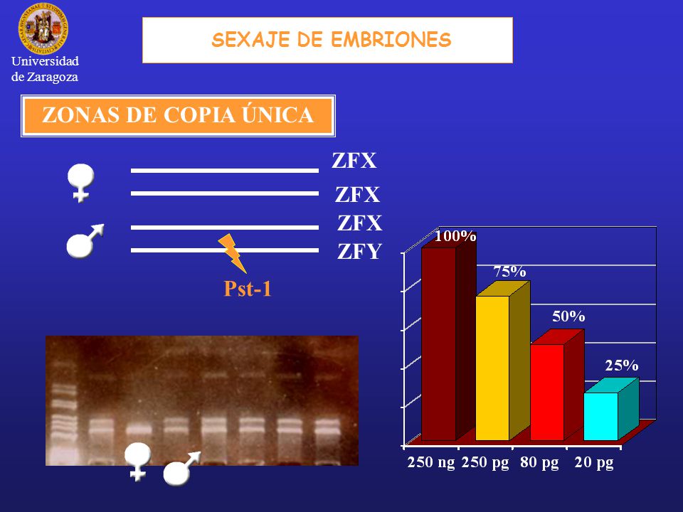 ZONAS DE COPIA ÚNICA ZFX ZFY Pst-1 SEXAJE DE EMBRIONES Universidad