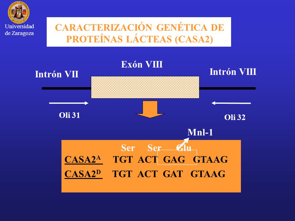 CARACTERIZACIÓN GENÉTICA DE PROTEÍNAS LÁCTEAS (CASA2)