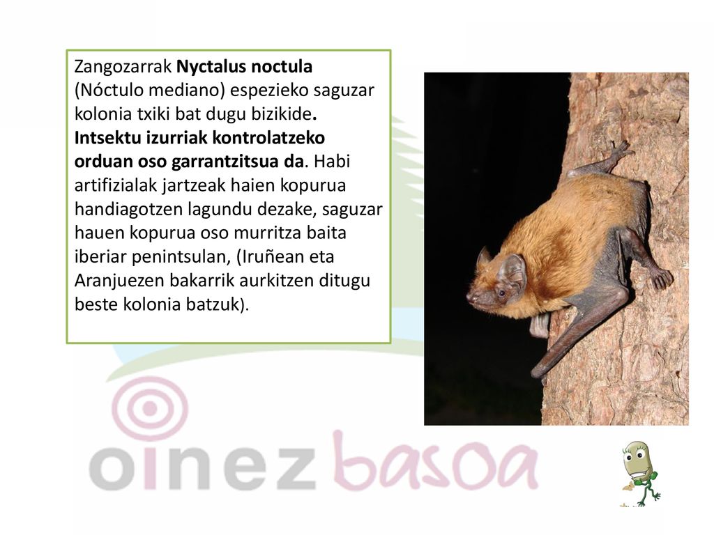 Zangozarrak Nyctalus noctula (Nóctulo mediano) espezieko saguzar kolonia txiki bat dugu bizikide.