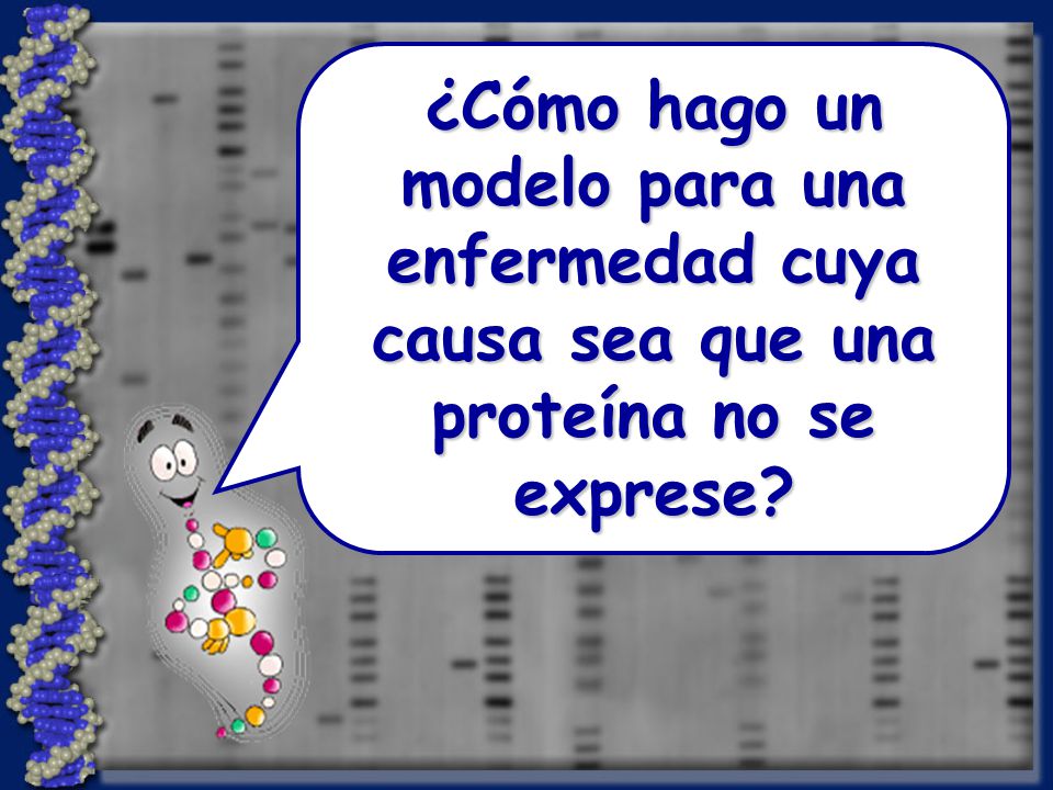 ¿Cómo hago un modelo para una enfermedad cuya causa sea que una proteína no se exprese
