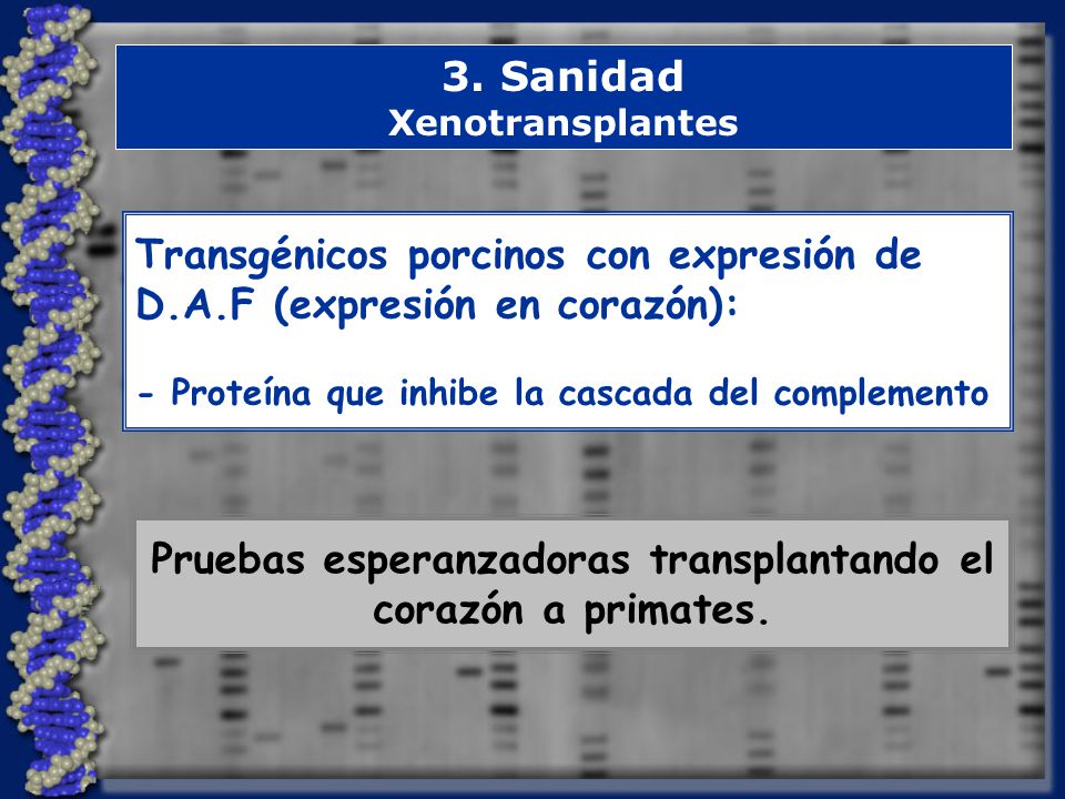 Pruebas esperanzadoras transplantando el corazón a primates.