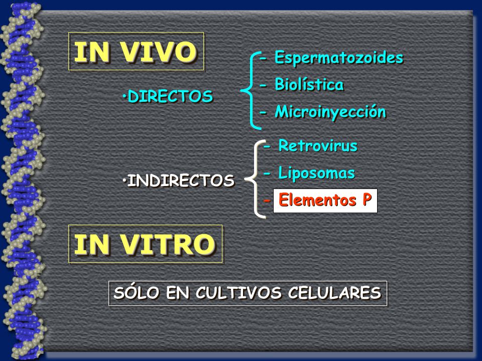 IN VIVO IN VITRO - Espermatozoides - Biolística - Microinyección