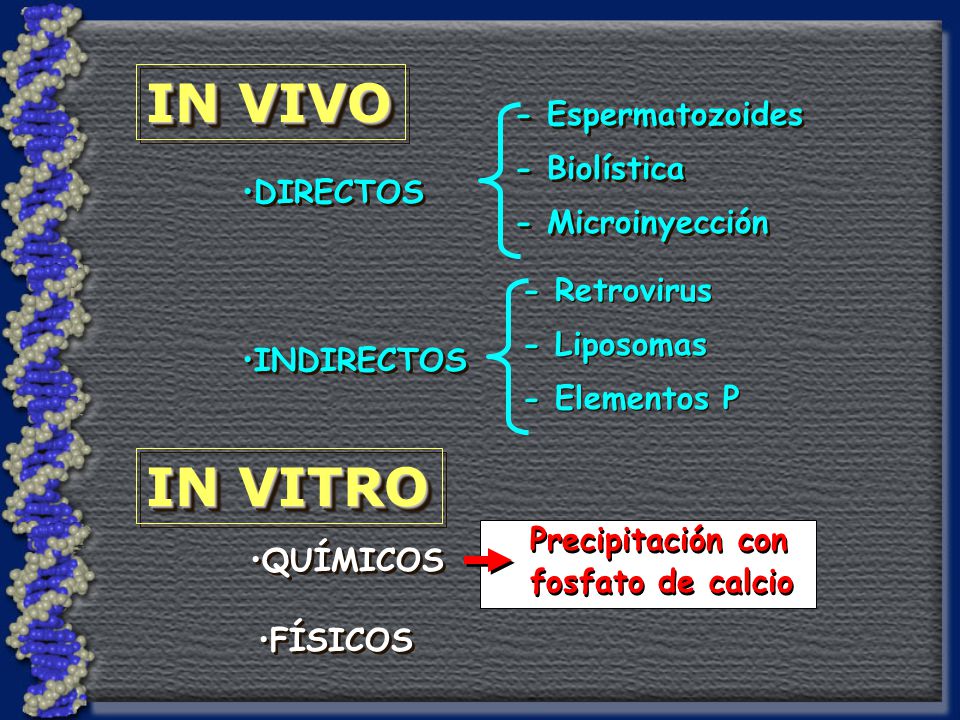 IN VIVO IN VITRO - Espermatozoides - Biolística - Microinyección