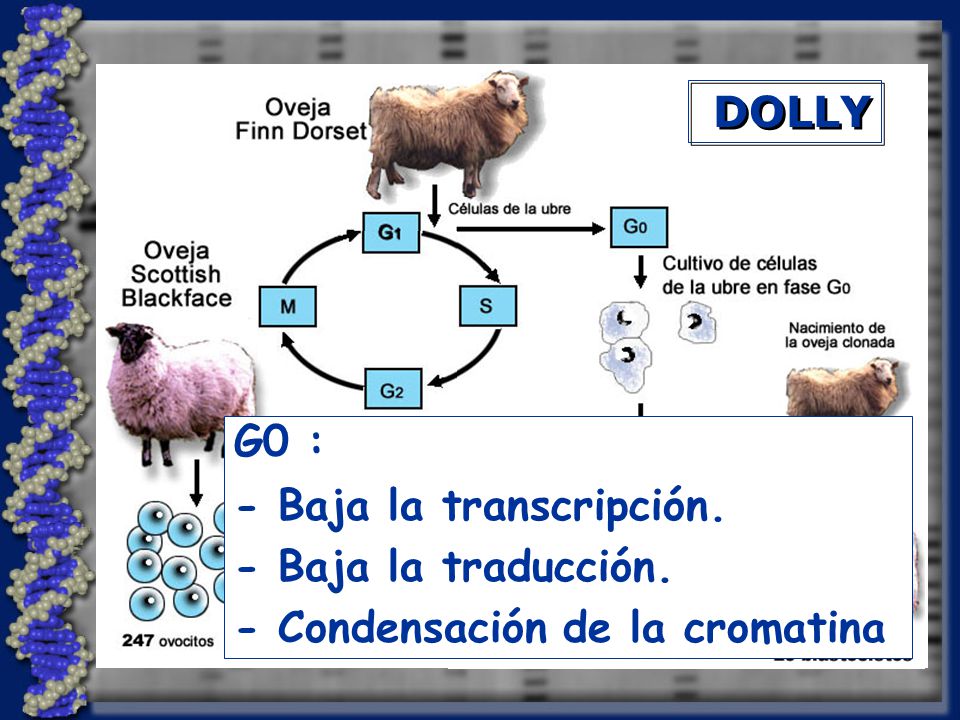 DOLLY G0 : - Baja la transcripción. - Baja la traducción. - Condensación de la cromatina