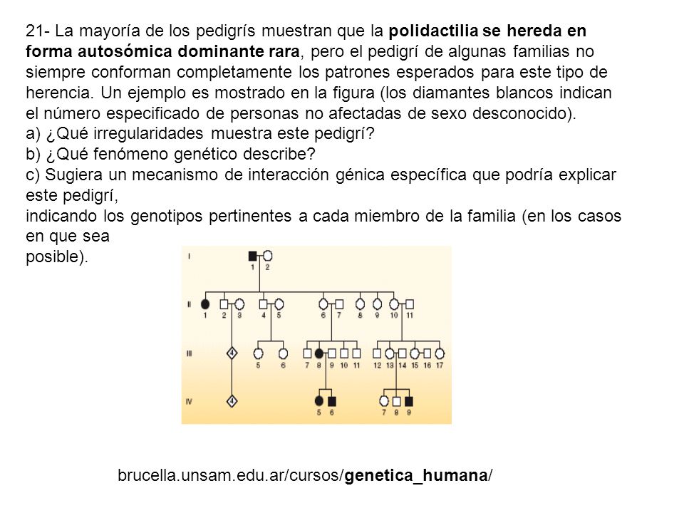 21- La mayoría de los pedigrís muestran que la polidactilia se hereda en forma autosómica dominante rara, pero el pedigrí de algunas familias no siempre conforman completamente los patrones esperados para este tipo de herencia. Un ejemplo es mostrado en la figura (los diamantes blancos indican el número especificado de personas no afectadas de sexo desconocido).