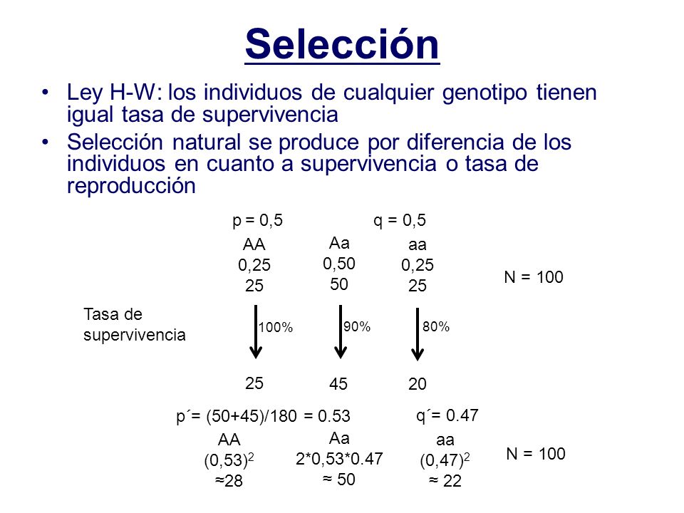 Selección Ley H-W: los individuos de cualquier genotipo tienen igual tasa de supervivencia.