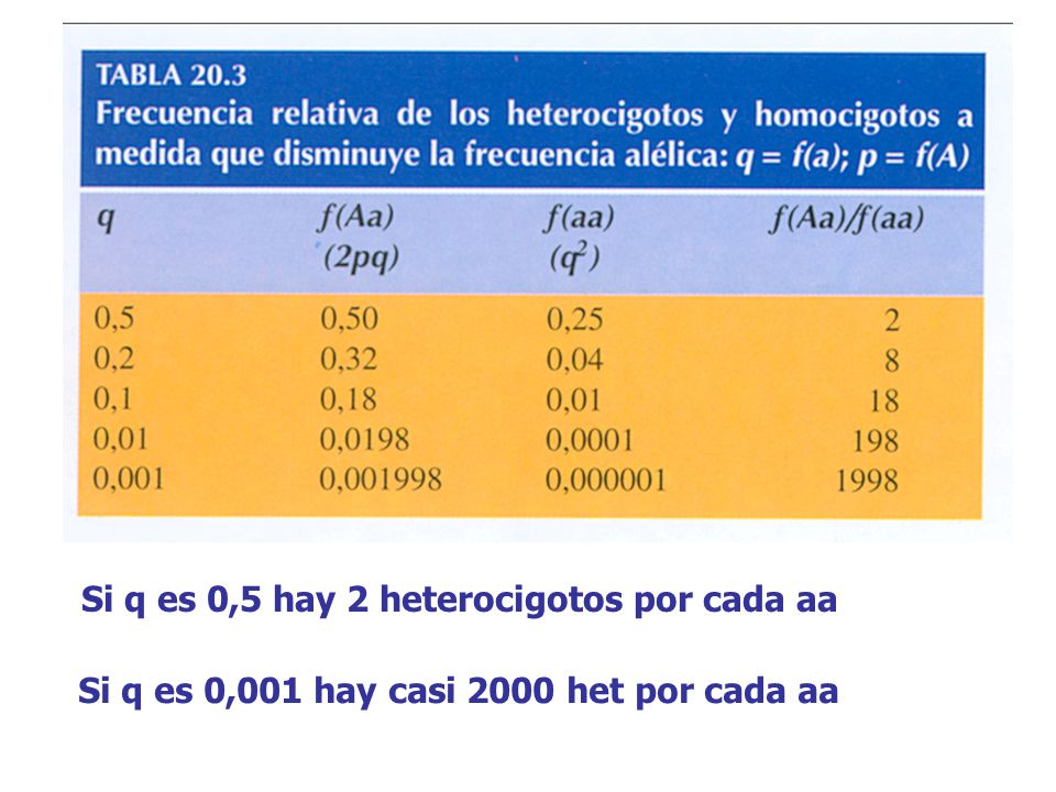 Si q es 0,5 hay 2 heterocigotos por cada aa