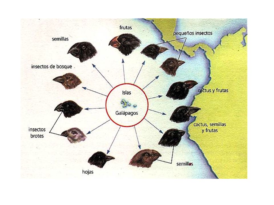 En el viaje de Darwin vio la gran variabilidad de especies de pinzones, muy similares entre si pero con diferencias morfológicas claras, fundamentalmente en el tamaño y forma del pico. Es un ejemplo claro de selección de caracteres cuantitativos y de especiación. Cada isla tenía unos recursos alimenticios y las distintas poblaciones se fueron adaptando a este ambiente. Así se favorecía a los animales con un tipo de pico determinado.