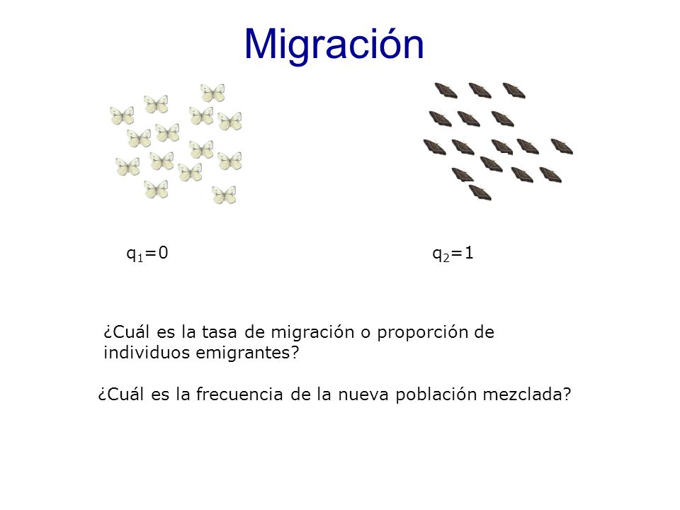 Migración q1=0. q2=1. ¿Cuál es la tasa de migración o proporción de individuos emigrantes m=6/20=0,3.