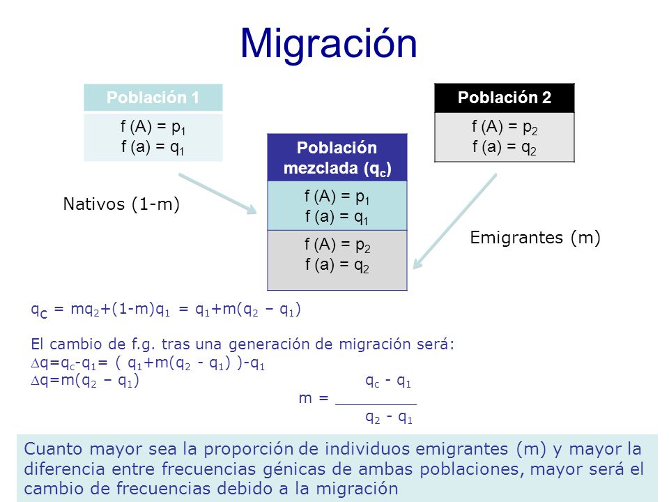 Migración Población 1 f (A) = p1 f (a) = q1 Población 2 f (A) = p2