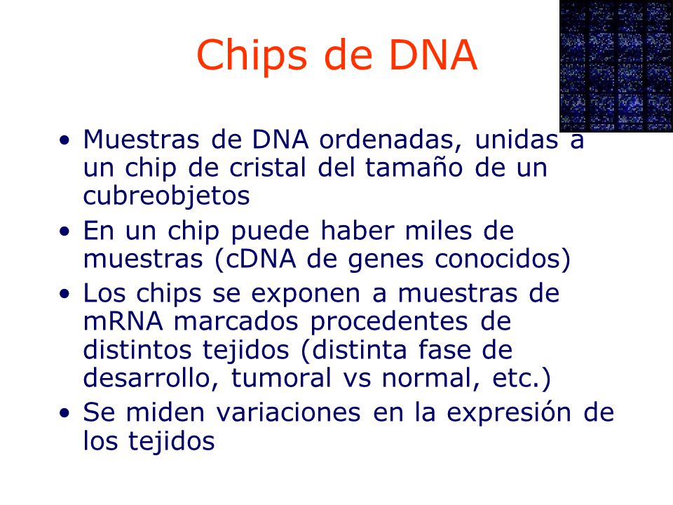 Chips de DNA Muestras de DNA ordenadas, unidas a un chip de cristal del tamaño de un cubreobjetos.