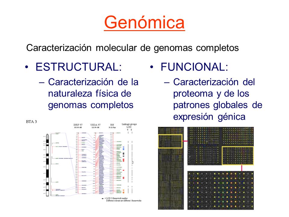 Genómica ESTRUCTURAL: FUNCIONAL: