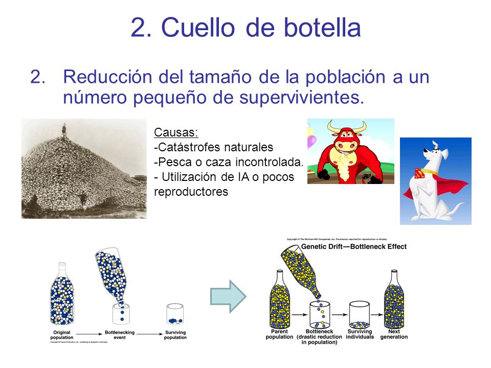 2. Cuello de botella Reducción del tamaño de la población a un número pequeño de supervivientes. Causas: