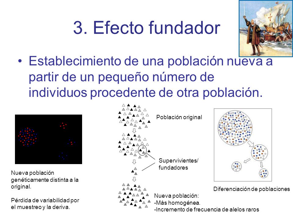 3. Efecto fundador Establecimiento de una población nueva a partir de un pequeño número de individuos procedente de otra población.