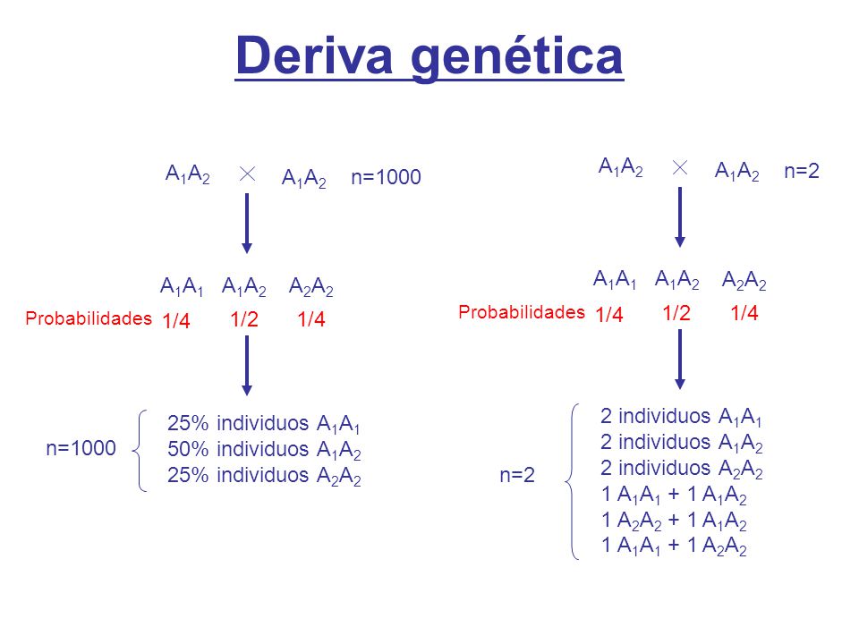 Deriva genética A1A2 A1A2 n=2 n=1000 A1A1 A2A2 A1A1 A2A2 1/4 1/2 1/4