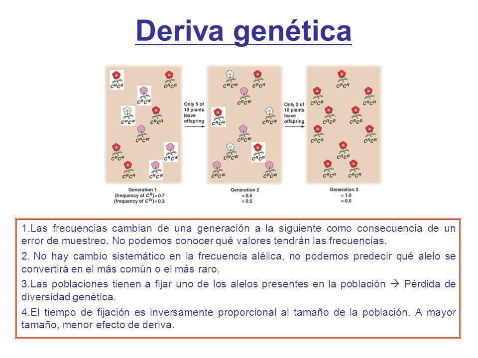 Deriva genética