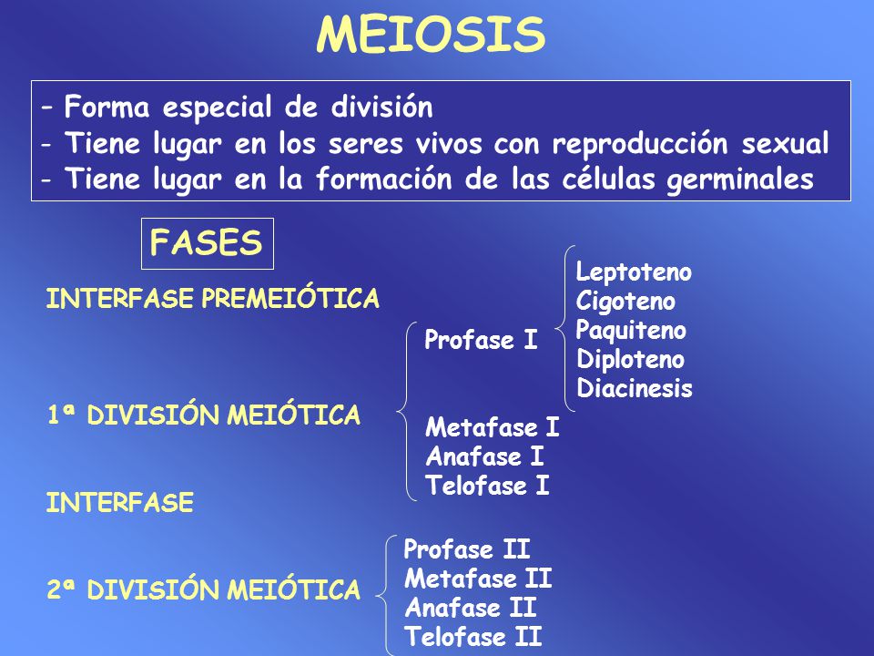 MEIOSIS - Forma especial de división FASES