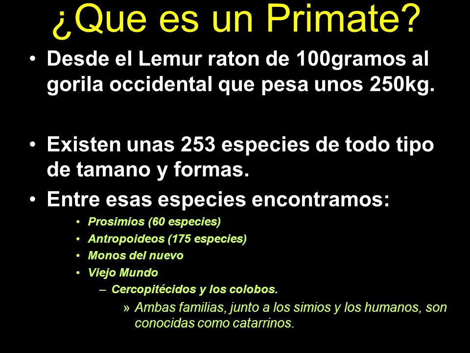 ¿Que es un Primate Desde el Lemur raton de 100gramos al gorila occidental que pesa unos 250kg.
