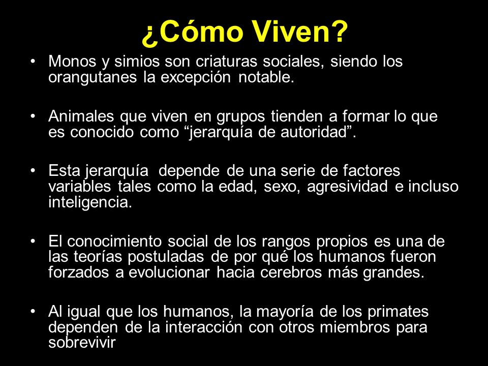 ¿Cómo Viven Monos y simios son criaturas sociales, siendo los orangutanes la excepción notable.