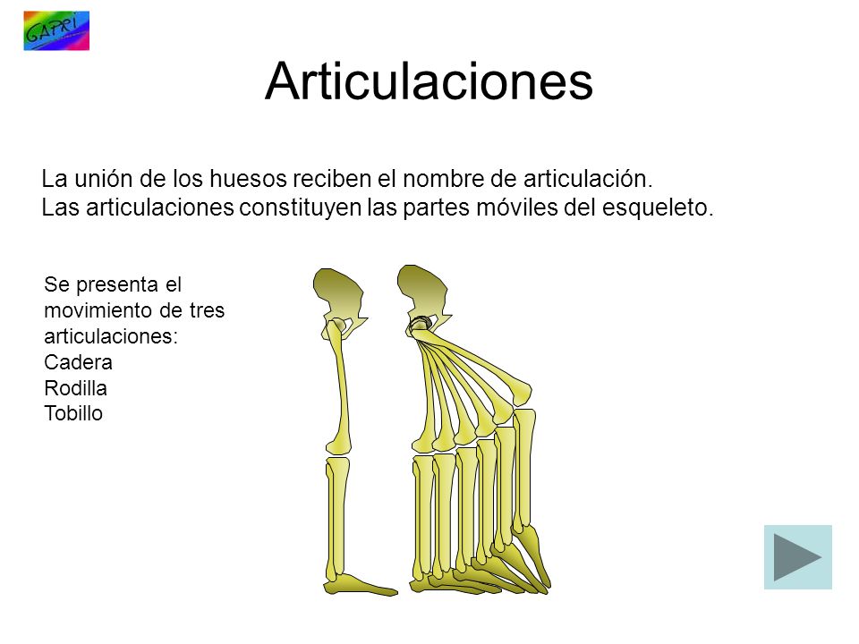 Articulaciones La unión de los huesos reciben el nombre de articulación. Las articulaciones constituyen las partes móviles del esqueleto.