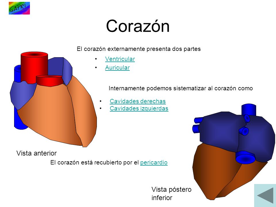 Corazón Vista anterior Vista póstero inferior