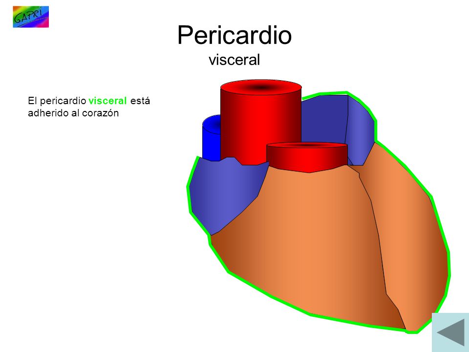 Pericardio visceral El pericardio visceral está adherido al corazón