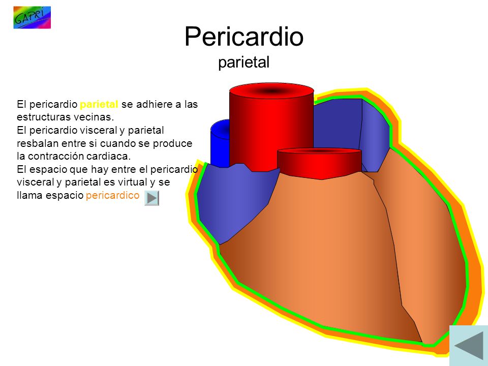 Pericardio parietal El pericardio parietal se adhiere a las estructuras vecinas.