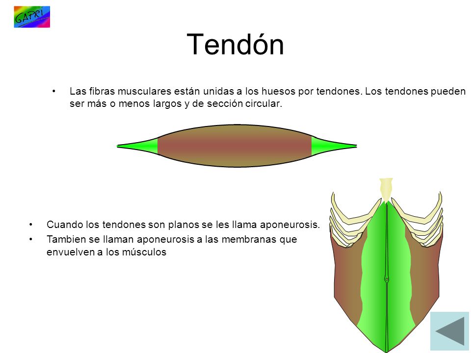 Tendón Las fibras musculares están unidas a los huesos por tendones. Los tendones pueden ser más o menos largos y de sección circular.
