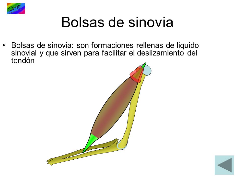Bolsas de sinovia Bolsas de sinovia: son formaciones rellenas de liquido sinovial y que sirven para facilitar el deslizamiento del tendón.