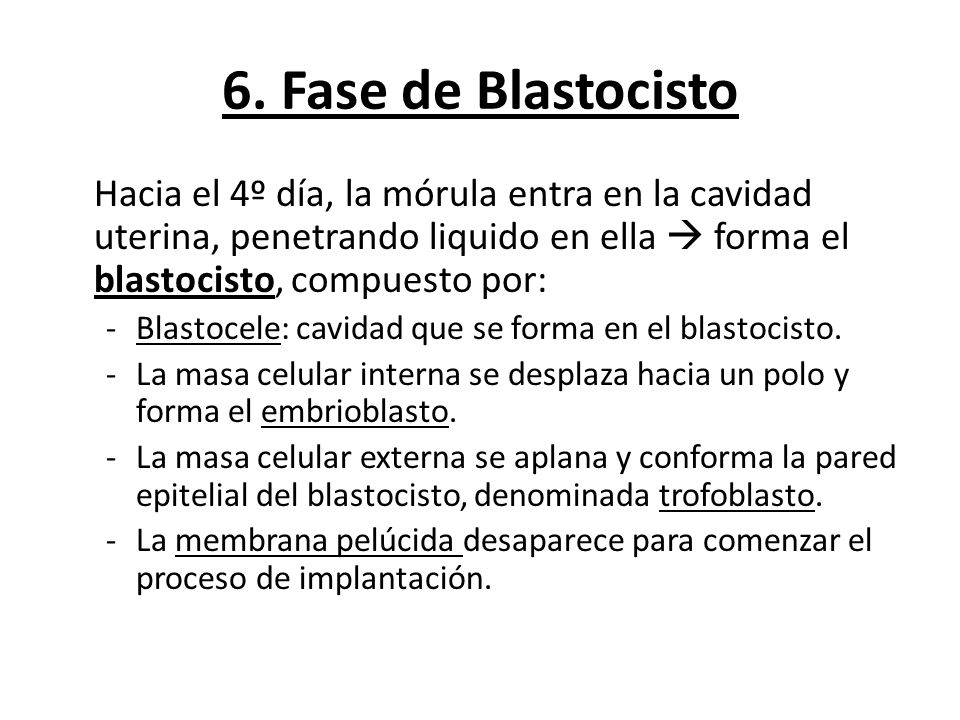 6. Fase de Blastocisto Hacia el 4º día, la mórula entra en la cavidad uterina, penetrando liquido en ella  forma el blastocisto, compuesto por: