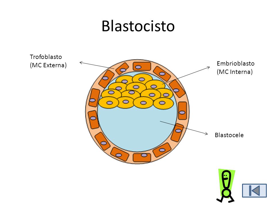 Blastocisto Trofoblasto (MC Externa) Embrioblasto (MC Interna)
