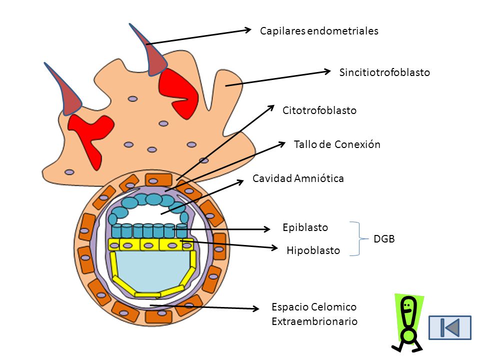 Capilares endometriales