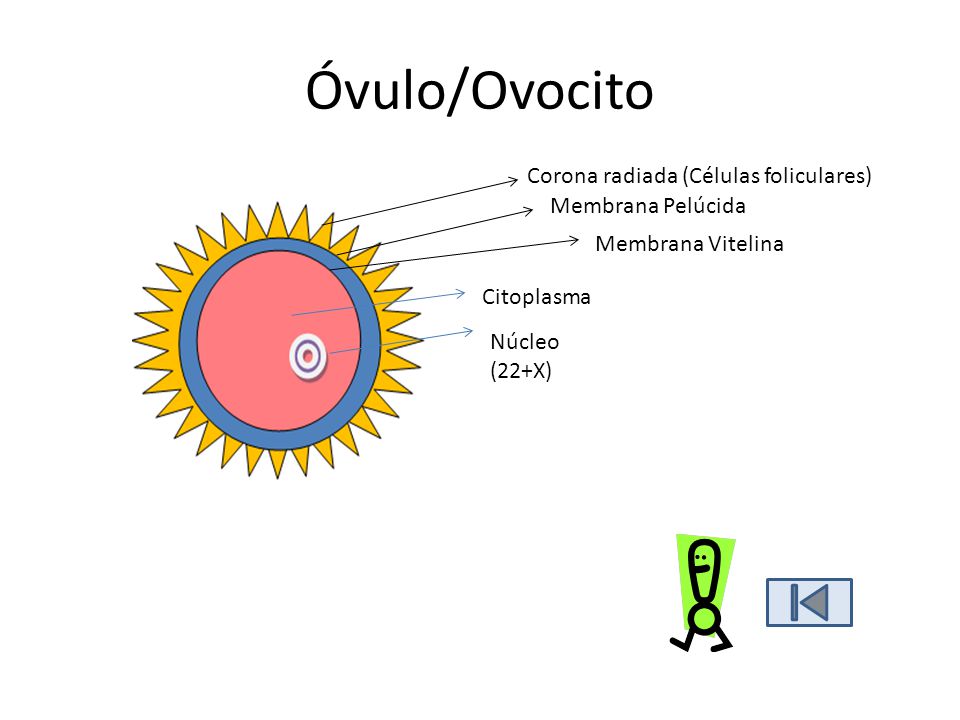Óvulo/Ovocito Corona radiada (Células foliculares) Membrana Pelúcida
