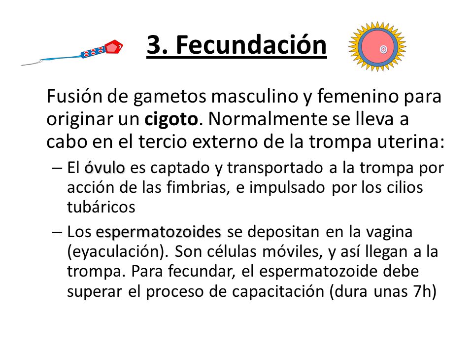 3. Fecundación Fusión de gametos masculino y femenino para originar un cigoto. Normalmente se lleva a cabo en el tercio externo de la trompa uterina: