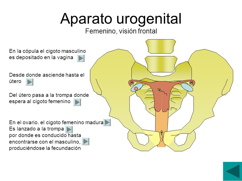 Aparato urogenital Femenino, visión frontal