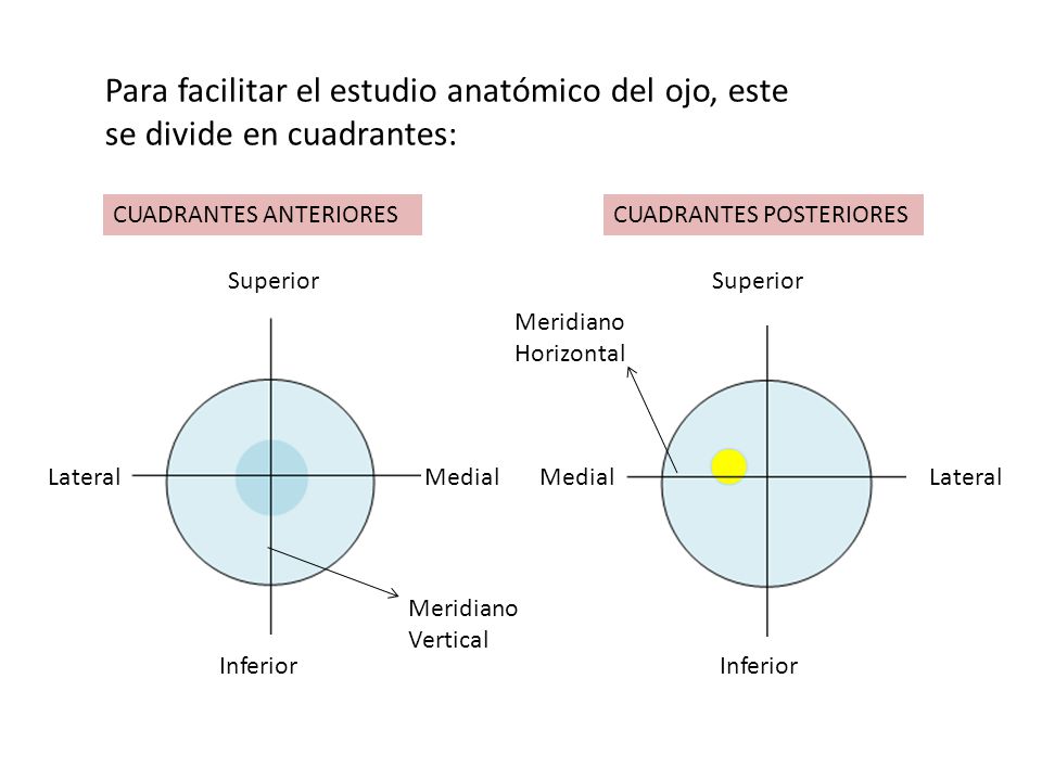 Para facilitar el estudio anatómico del ojo, este se divide en cuadrantes:
