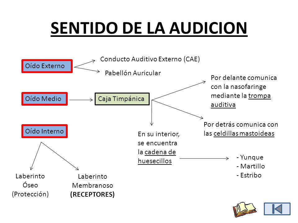 SENTIDO DE LA AUDICION Conducto Auditivo Externo (CAE) Oído Externo