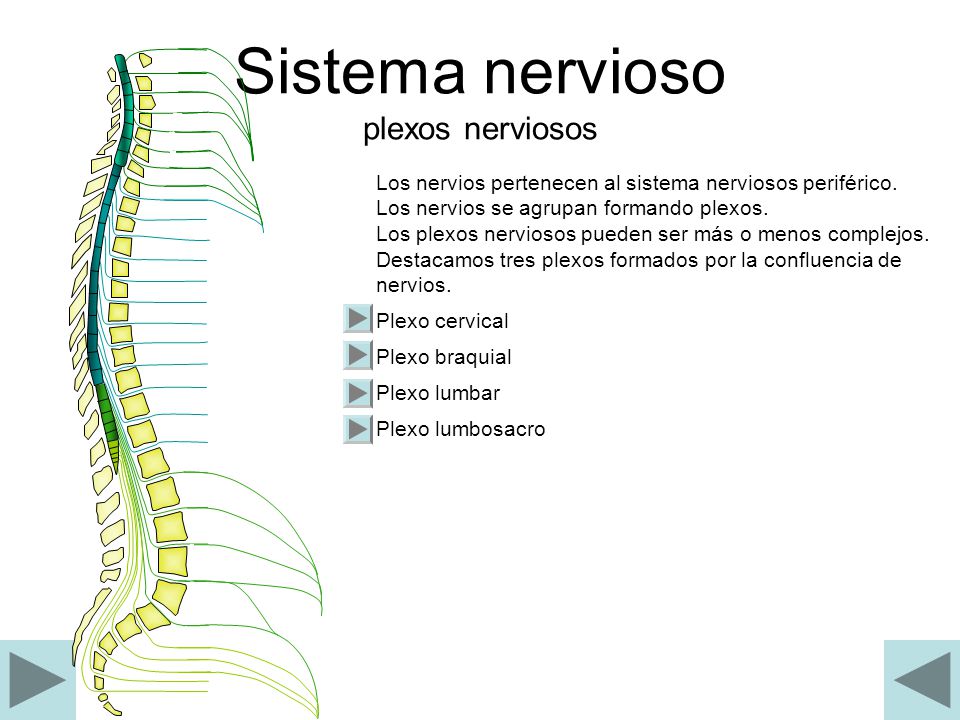 Sistema nervioso plexos nerviosos
