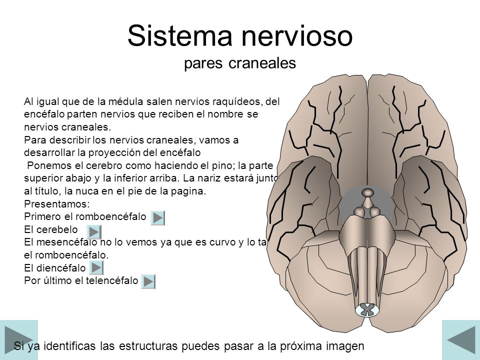 Sistema nervioso pares craneales