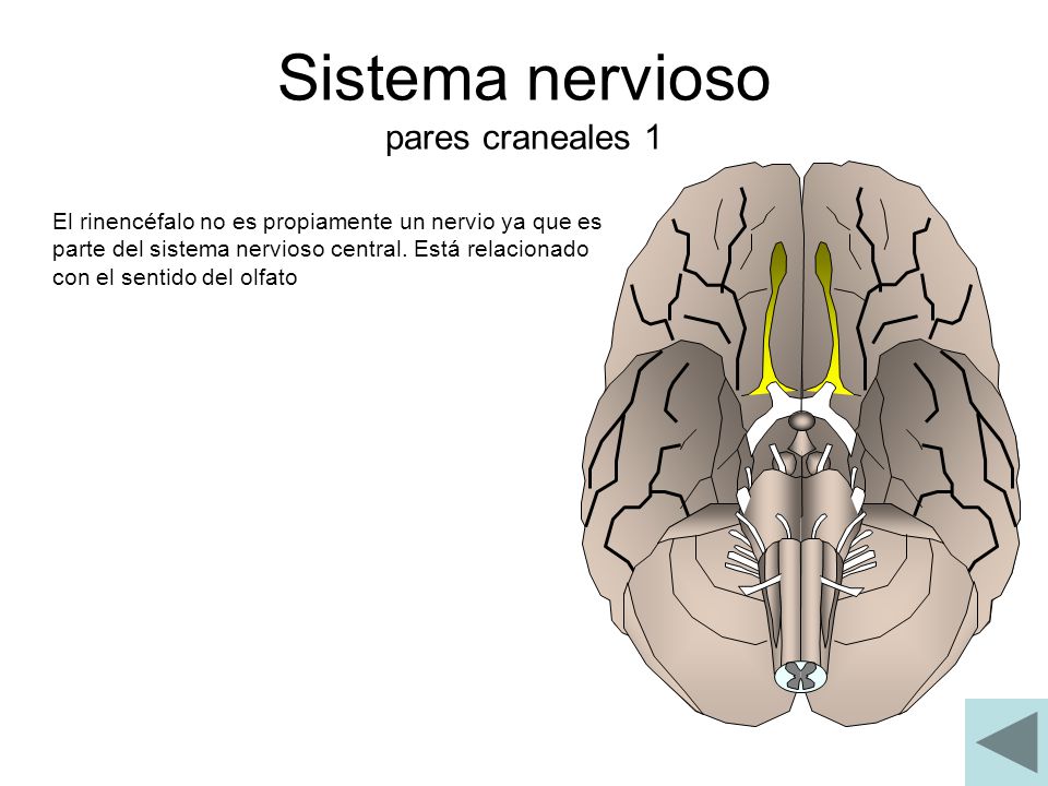 Sistema nervioso pares craneales 1