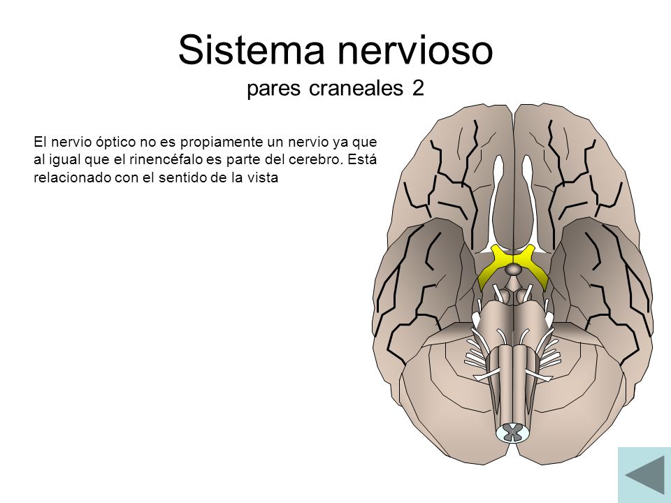 Sistema nervioso pares craneales 2