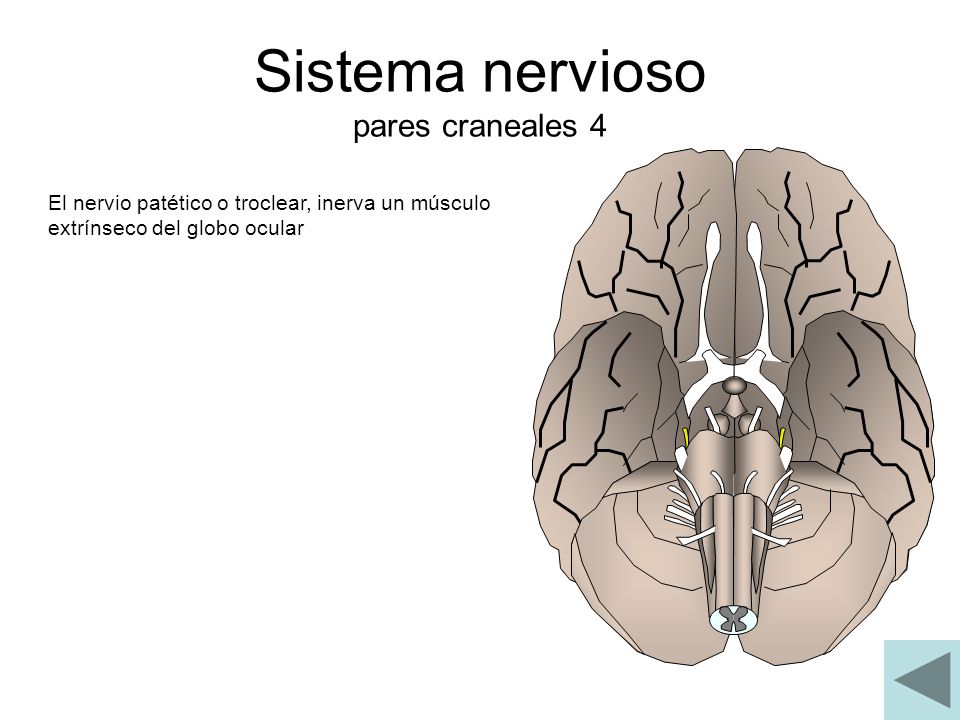Sistema nervioso pares craneales 4