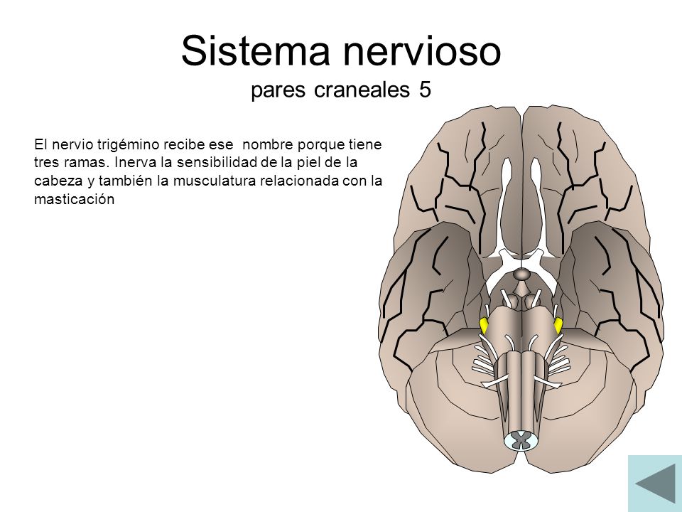 Sistema nervioso pares craneales 5