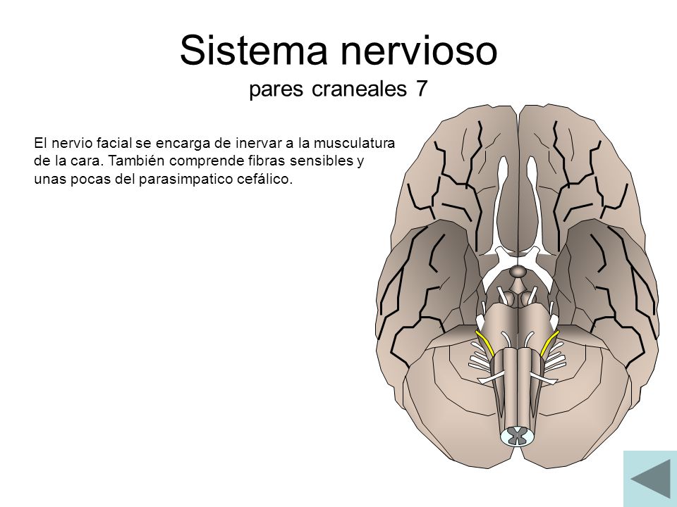 Sistema nervioso pares craneales 7