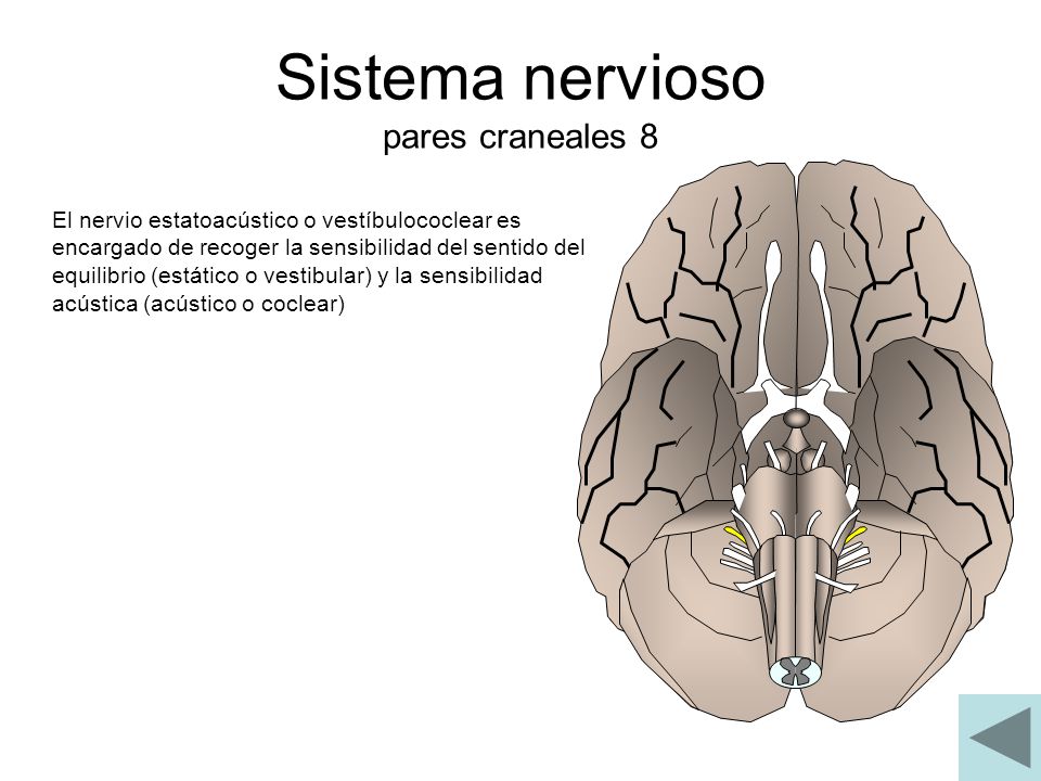 Sistema nervioso pares craneales 8