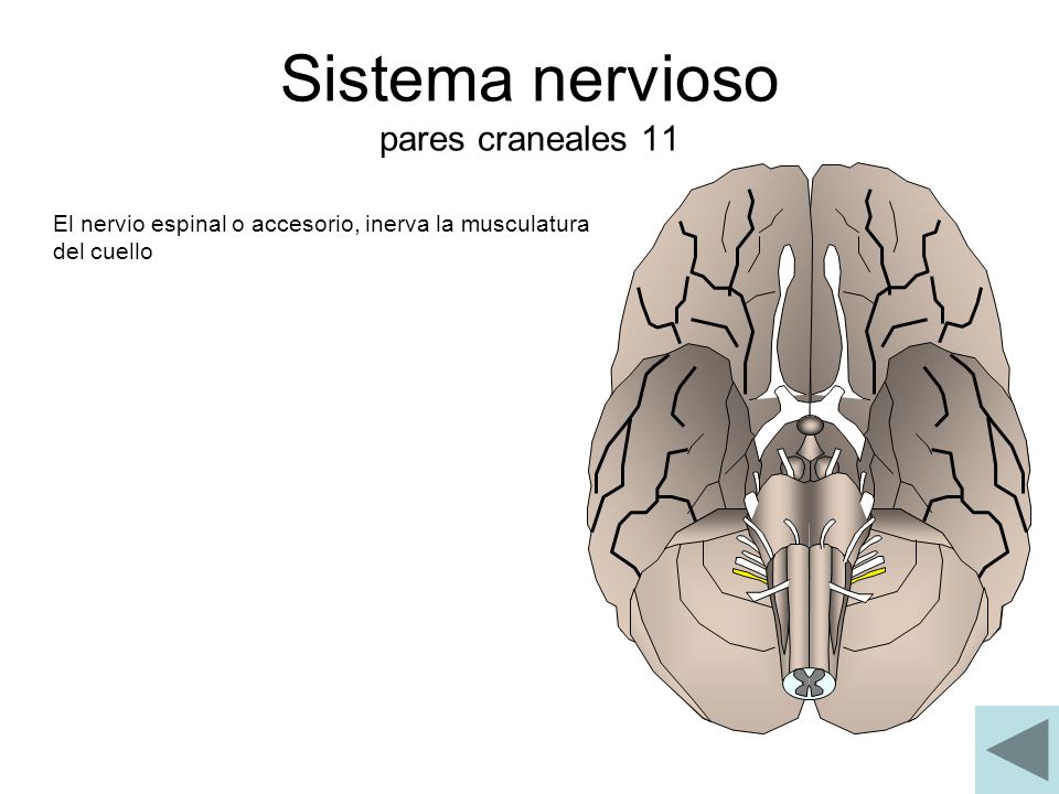 Sistema nervioso pares craneales 11