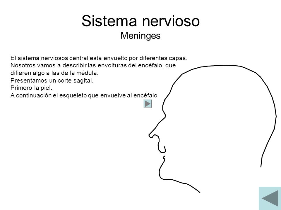 Sistema nervioso Meninges